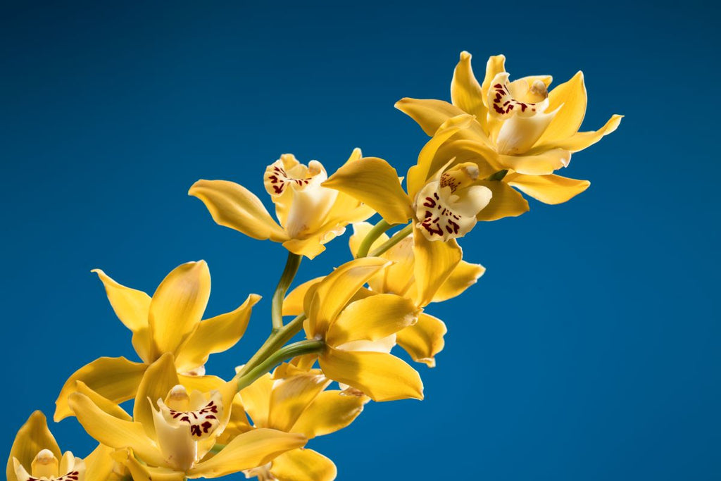 Savon Solide Bio Ylang-Ylang & Fleurs de Bleuet 90 g